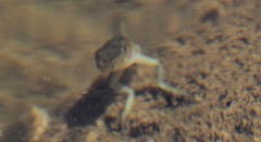 Pseudacris sierra