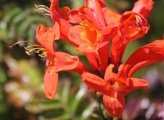 Tecoma capensis