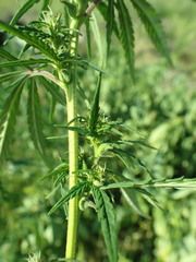 Cannabis sativa sativa