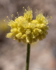 Eriogonum alexanderae