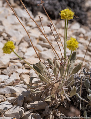 Eriogonum alexanderae