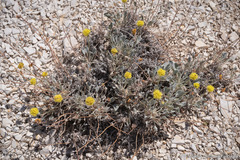 Eriogonum alexanderae