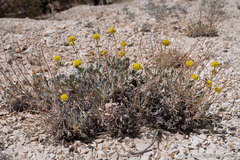 Eriogonum alexanderae