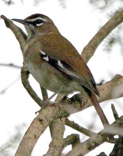 Brown Scrub Robin (Tychaedon signata), photo 4