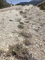Eriogonum alexanderae