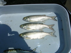 Hiodon alosoides