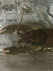 Cambarus latimanus