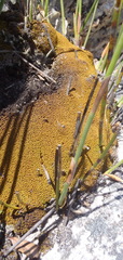 Hypodontium
