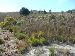 Caerostris sexcuspidata