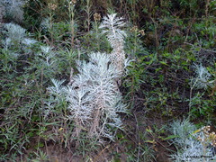 Senecio viravira
