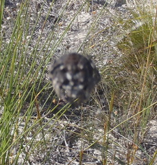 Caerostris sexcuspidata