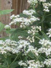 Zethus spinipes spinipes