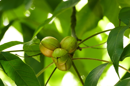 Shellbark Hickory