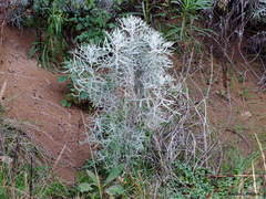 Senecio viravira