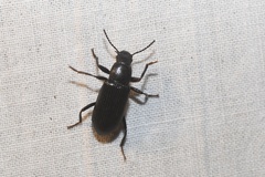 Xylopinus saperdoides