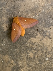 Anisota pellucida