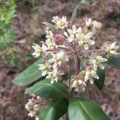 Asclepias ovalifolia