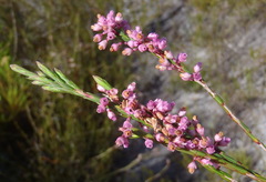 Erica corifolia bracteata