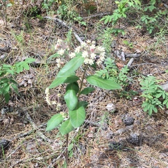 Asclepias ovalifolia