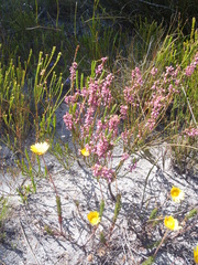 Erica corifolia bracteata