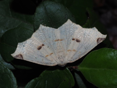 Antepione thisoaria