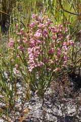 Lamprotis