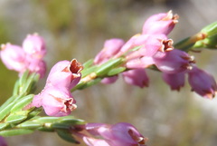 Lamprotis