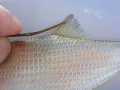 Hiodon alosoides