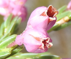 Lamprotis