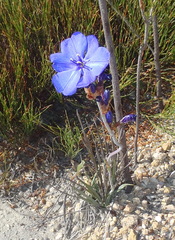 Aristea juncifolia