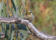 Ptilotula penicillata