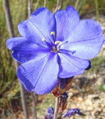 Aristea juncifolia
