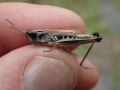 Pseudochorthippus curtipennis