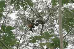 Alouatta macconnelli