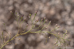 Scrophularia desertorum