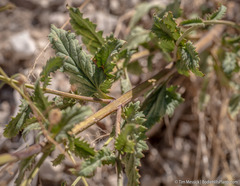 Scrophularia desertorum
