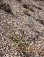 Scrophularia desertorum