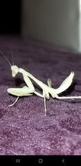 Stagmomantis