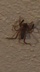 Gluvia dorsalis
