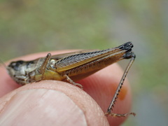 Pseudochorthippus curtipennis