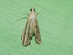 Lepidoptera