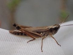Pseudochorthippus curtipennis