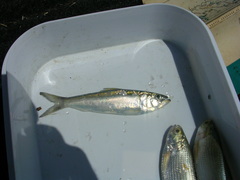 Alosa chrysochloris