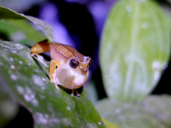 Afrixalus paradorsalis