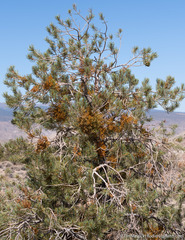 Arceuthobium divaricatum