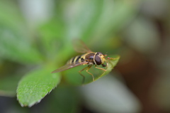 Syrphus opinator