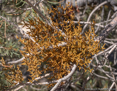 Arceuthobium divaricatum