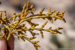 Arceuthobium divaricatum