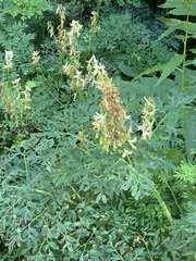 Corydalis caseana brachycarpa