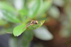 Syrphus opinator